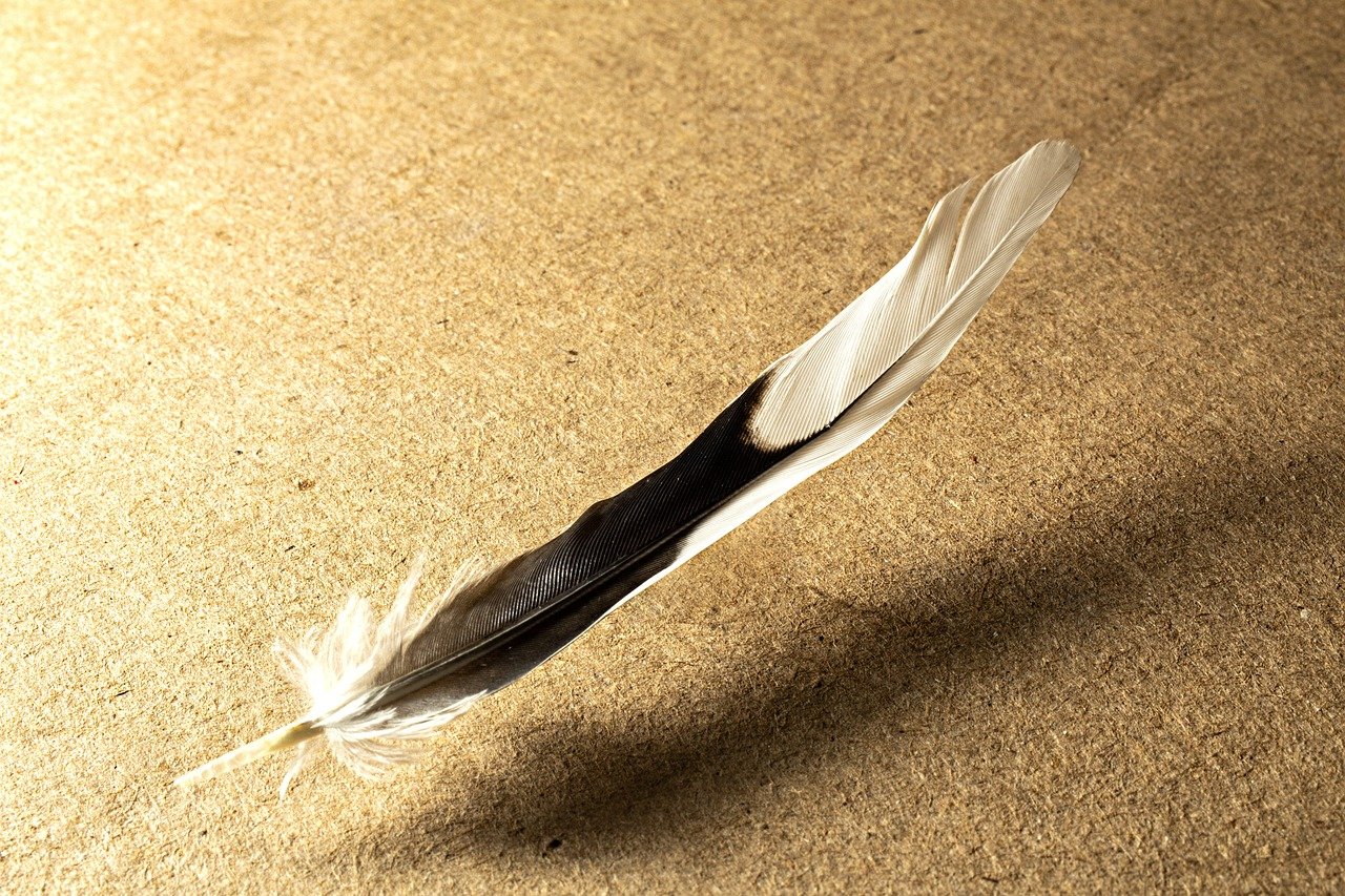 feather, bird, nature